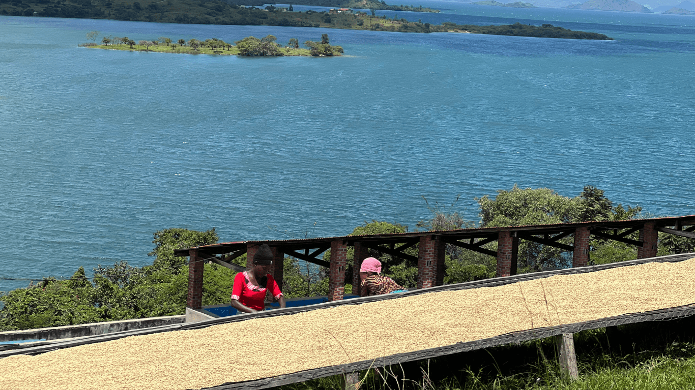 A beautiful view of coffee beans on the drying beds on the shore of Lake Kivu.