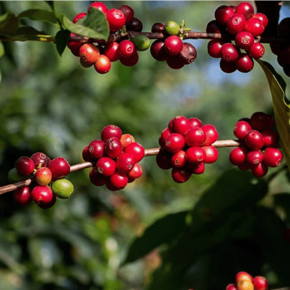 the history of coffee farming in Rwanda