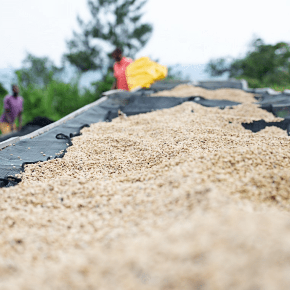 Fully washed processed coffee on drying beds