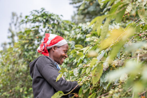 Women at Kawah coffee farm