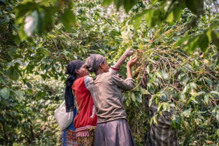 Why is Kawah coffee more expensive than the coffees at supermarket?