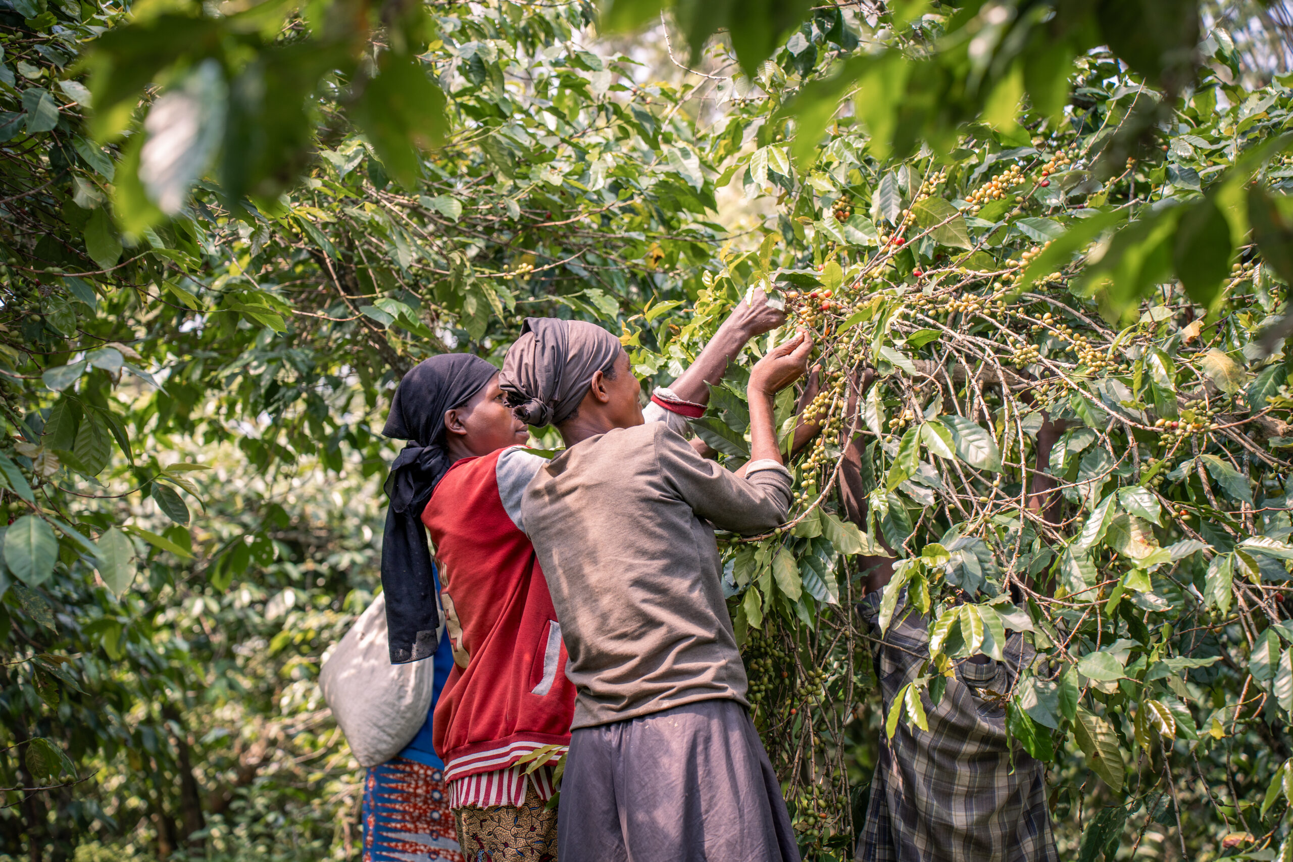 Kawah coffee's story